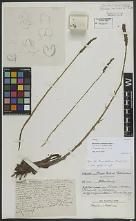 Aa weddelliana — botanical reference
