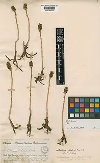 Aa calceata — botanical reference