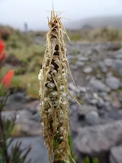 Aa colombiana — botanical reference