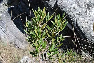 Abrahamia buxifolia — botanical reference