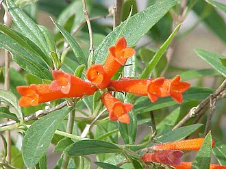 Bouvardia — botanical reference