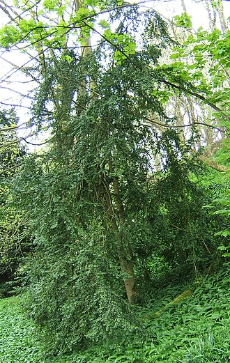 Boxwood — botanical reference