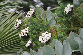 Brunia — botanical reference