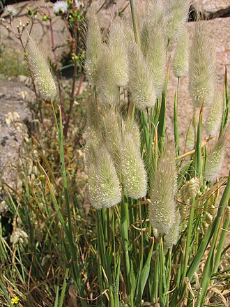Bunny Tails — botanical reference