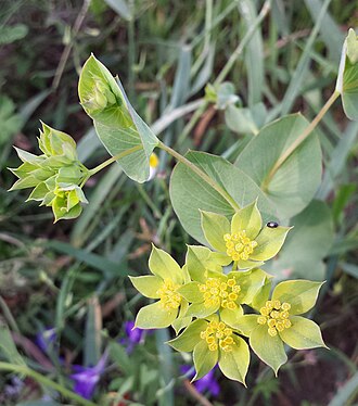 Bupleurum — botanical reference