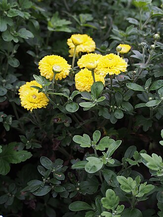 Button Chrysanthemum — botanical reference