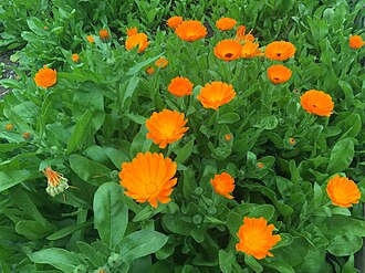 Calendula — botanical reference