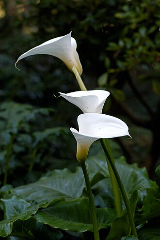 Calla Lily — botanical reference