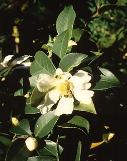 Tea-Oil Camellia — botanical reference
