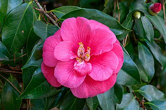 Camellia — botanical reference