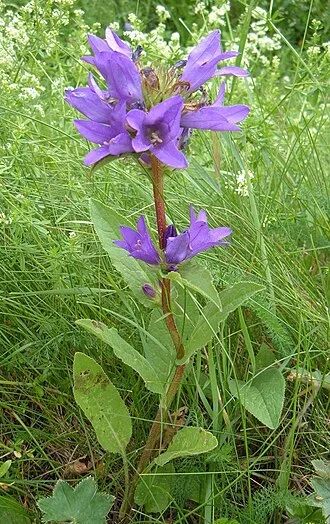 Clustered Bellflower — botanical reference