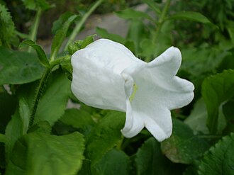 Canterbury Bells — botanical reference