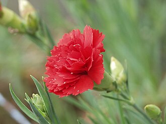 Carnation — botanical reference