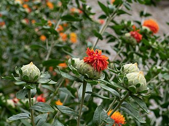 Carthamus — botanical reference