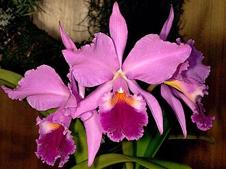 Cattleya Orchid — botanical reference