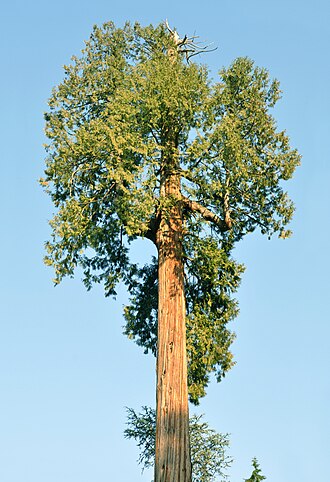 Cedar — botanical reference