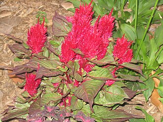 Celosia — botanical reference