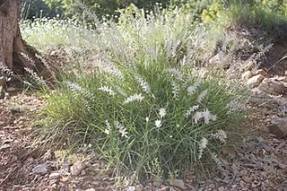 Oriental Fountain Grass — botanical reference