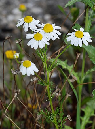 Chamomile — botanical reference
