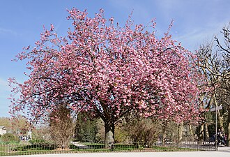 Cherry Blossom — botanical reference