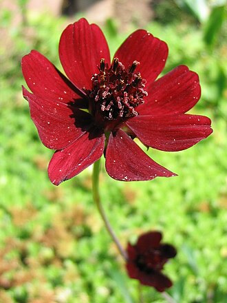 Chocolate Cosmos — botanical reference