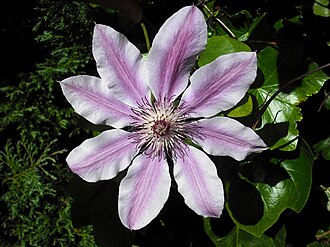 Clematis — botanical reference