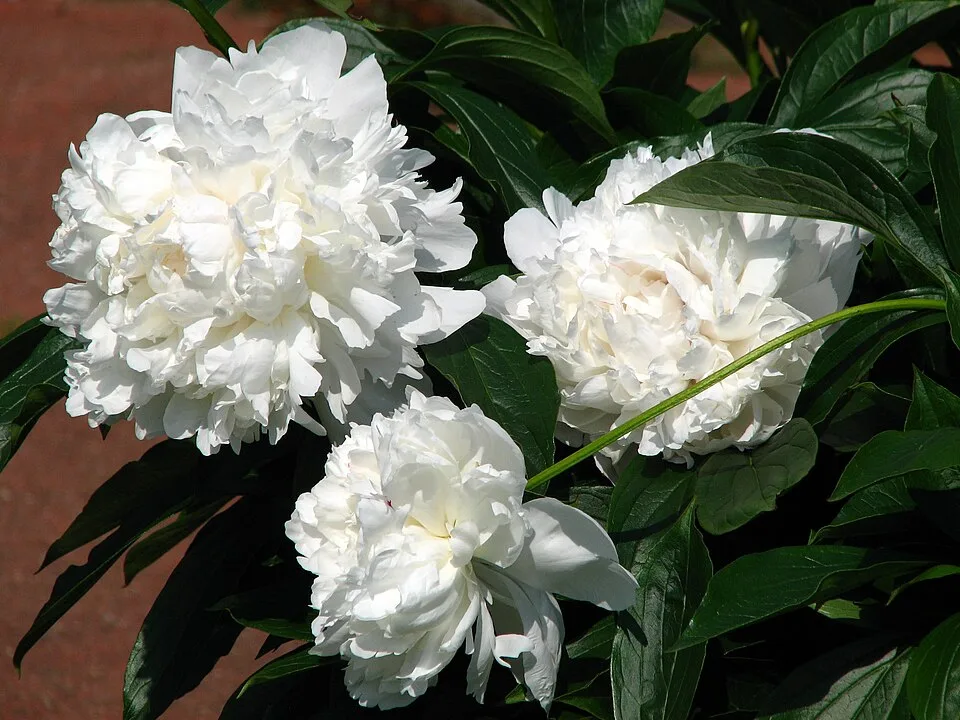 Festiva Maxima Peony — Paeonia 'Festiva Maxima' 01