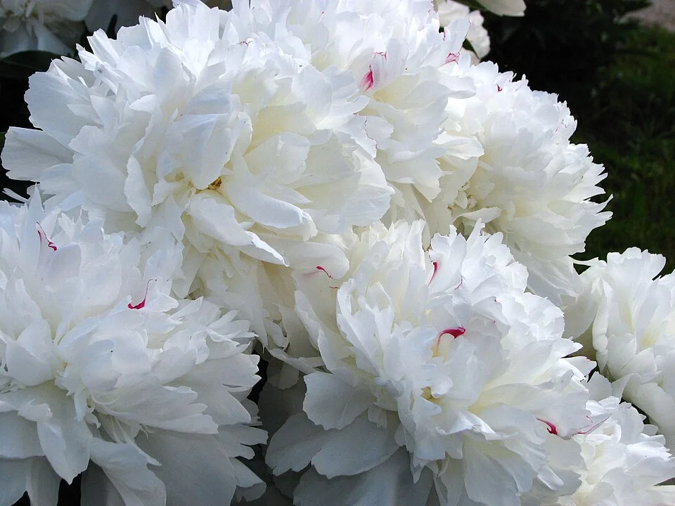 Festiva Maxima Peony — Paeonia 'Festiva Maxima' 11