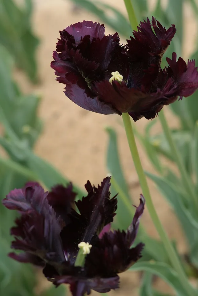 Black Parrot Tulip — Tulipa 'Black Parrot'