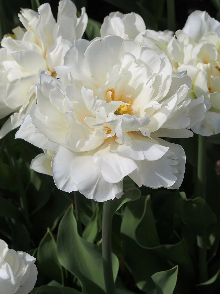 Mount Tacoma Tulip — Tulipa 'Mount Tacoma' 2023-05-05 02