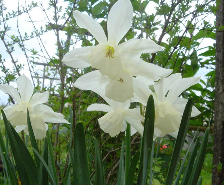 Thalia Daffodil — Narcissus triandrus 'Thalia' 1