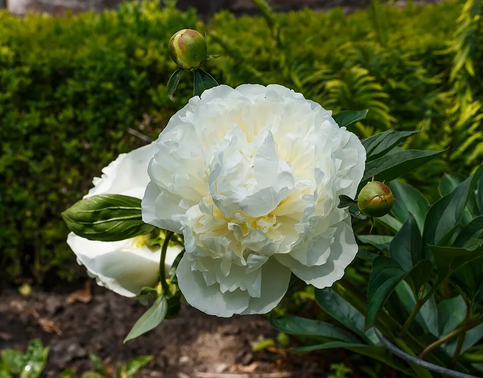 Duchesse de Nemours Peony — Paeonia 'Duchesse de Nemours'. Locatie, De Kruidhof 01