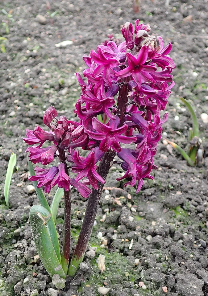 Woodstock Hyacinth — Hyacinthus orientalis Woodstock kz1