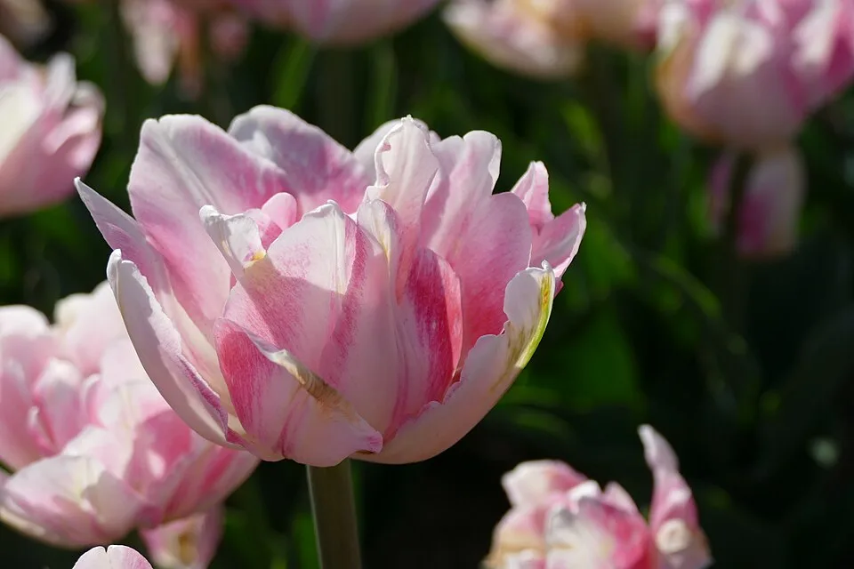 Foxtrot Tulip — Tulpe "Foxtrot" im botanischen Garten in München 02