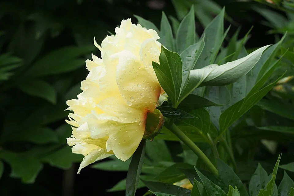 Bartzella Peony — Paeonia 'Bartzella' Piwonia 2023-06-09 02
