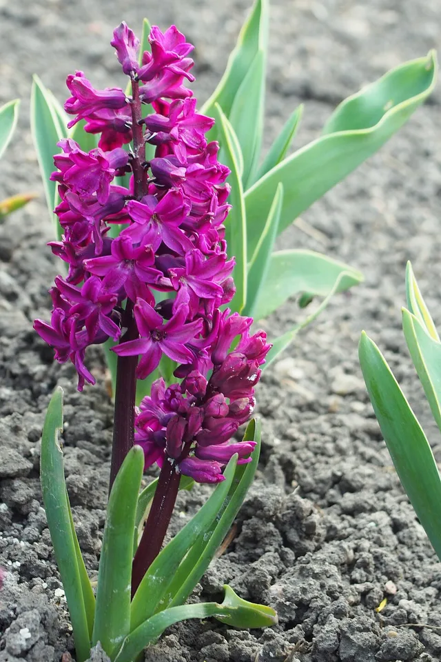 Woodstock Hyacinth — Hyacinthus orientalis 'Woodstock' 2019-04-06 01