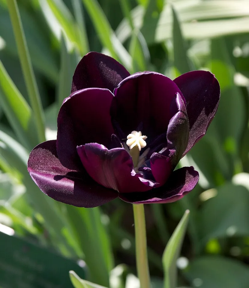 Queen of Night Tulip — Tulipa Queen of night Jdp