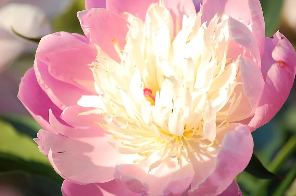 Bowl of Beauty Peony — Peony in bloom macro