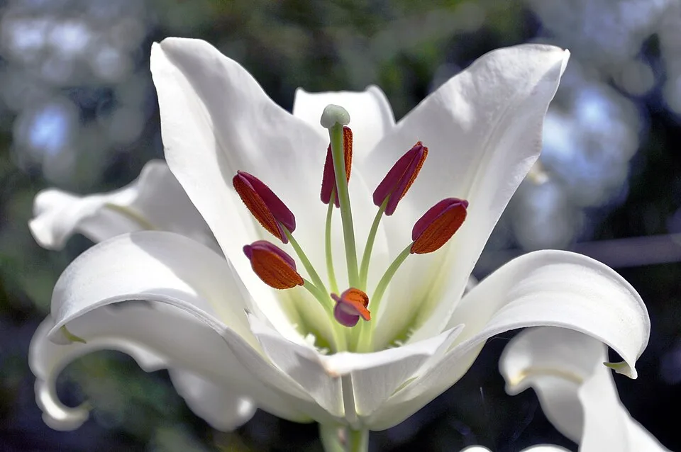Casa Blanca Lily — Casa Blanca lily 01