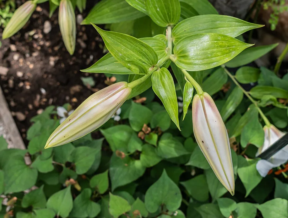Casa Blanca Lily — Lilium 'Casablanca' in Jardin des 5 sens (2)
