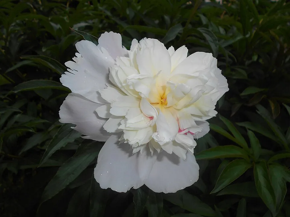 Duchesse de Nemours Peony — Paeonia lactiflora Duchesse de Nemours 2016-05-31 1705