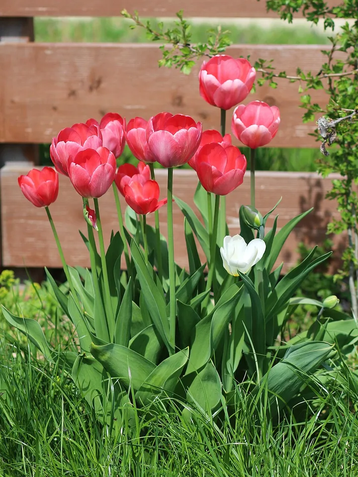 Pink Impression Tulip — Tulipa 'Pink Impression' 2016 01
