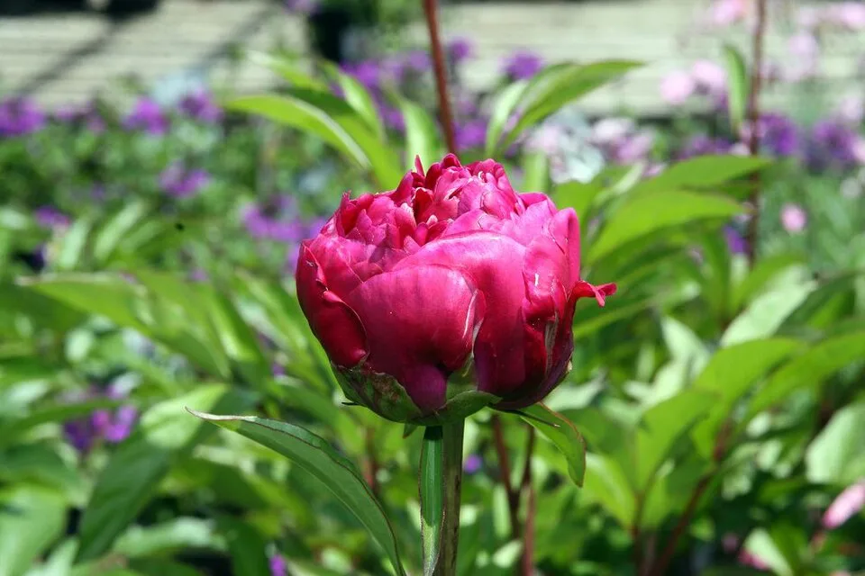 Karl Rosenfield Peony — Paeonia lactiflora Karl Rosenfield 0zz