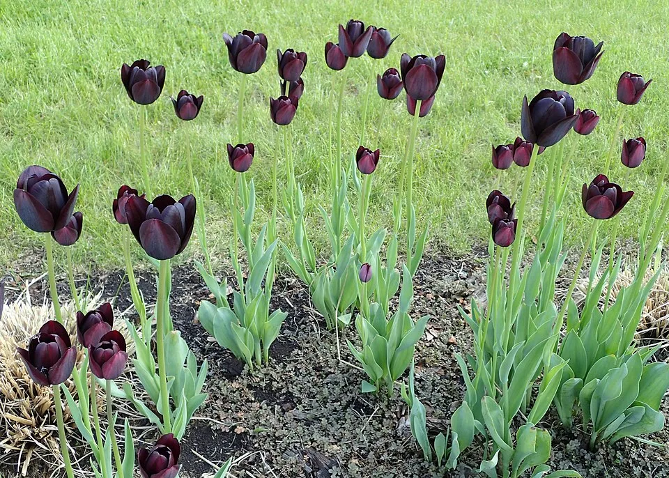 Queen of Night Tulip — Tulipa 'Queen of Night' kz02