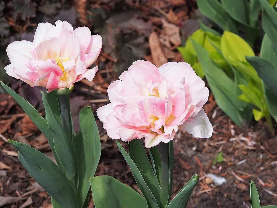 Foxtrot Tulip — Tulipa 'Foxtrot' 2023-04-23 01