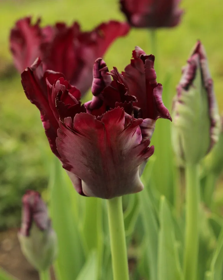Black Parrot Tulip — Tulipa Black Parrot