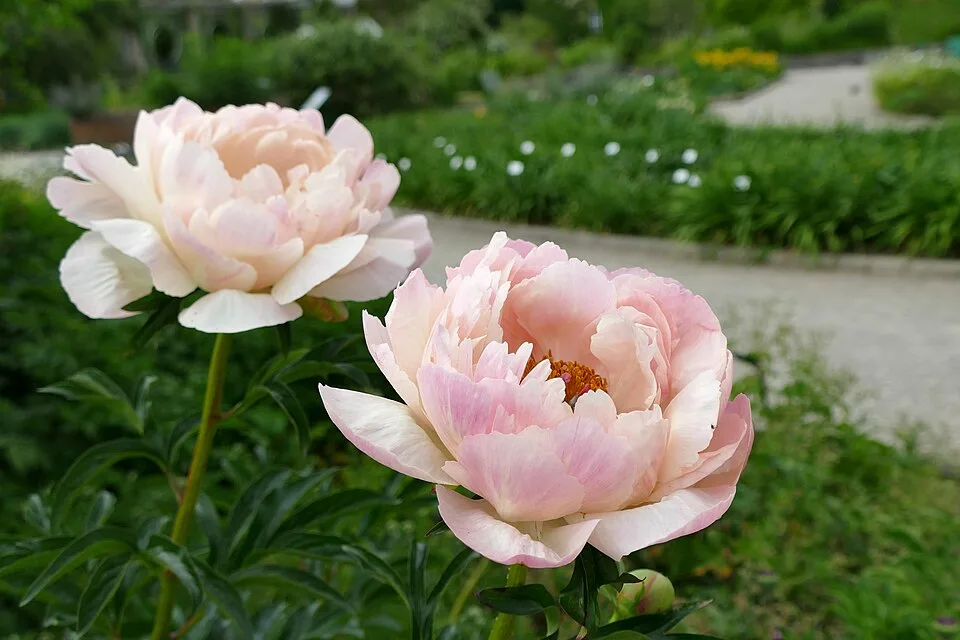 Coral Charm Peony — Pfingstrose 'Coral Charm' im botanischen Garten München-Nymphenburg 02