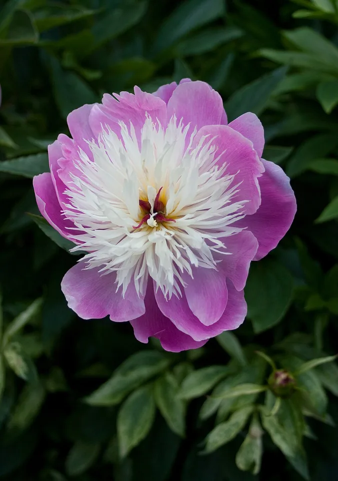 Bowl of Beauty Peony — Paeonia lactiflora 'Bowl of Beauty'-2459