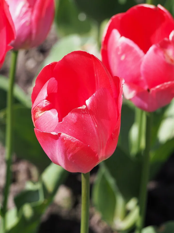 Pink Impression Tulip — Tulipa 'Pink Impression' 2017-05-01 01