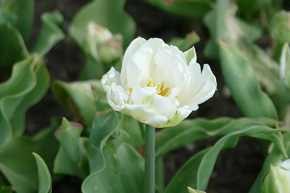 Mount Tacoma Tulip — Tulpe 'Mount Tacoma' im botanischen Garten München-Nymphenburg